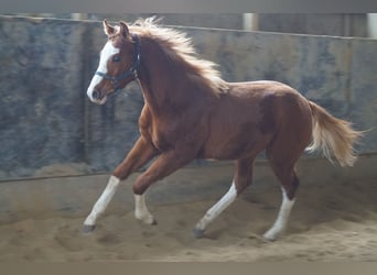 American Quarter Horse, Hengst, 1 Jahr, 156 cm, Fuchs