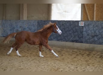 American Quarter Horse, Hengst, 1 Jahr, 156 cm, Fuchs