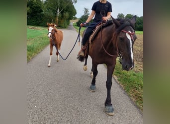 American Quarter Horse, Hengst, 1 Jahr, 156 cm, Fuchs