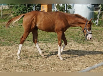 American Quarter Horse, Hengst, 1 Jahr, 156 cm, Fuchs