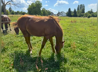 American Quarter Horse, Hengst, 1 Jahr, 156 cm, Fuchs