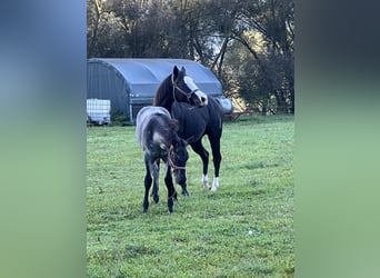 American Quarter Horse, Hengst, 1 Jahr, 156 cm, Roan-Blue