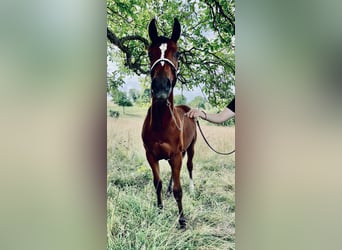 American Quarter Horse, Hengst, 1 Jahr, 158 cm, Brauner