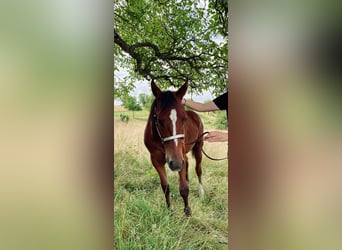American Quarter Horse, Hengst, 1 Jahr, 158 cm, Brauner