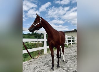 American Quarter Horse, Hengst, 1 Jahr, 158 cm, Brauner