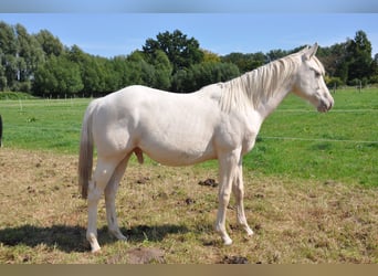 American Quarter Horse, Hengst, 1 Jahr, 158 cm, Champagne