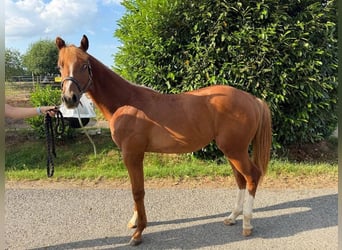 American Quarter Horse, Hengst, 1 Jahr, 160 cm, Fuchs