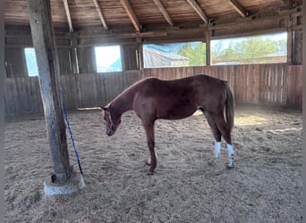 American Quarter Horse, Hengst, 1 Jahr, 160 cm, Fuchs