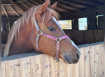 American Quarter Horse, Hengst, 1 Jahr, 160 cm, Fuchs