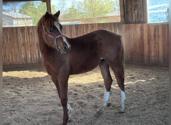 American Quarter Horse, Hengst, 1 Jahr, 160 cm, Fuchs