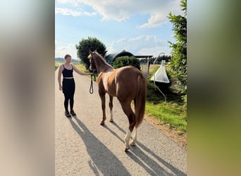 American Quarter Horse, Hengst, 1 Jahr, 160 cm, Fuchs
