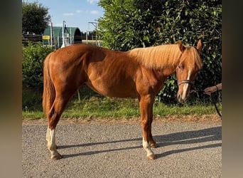 American Quarter Horse, Hengst, 1 Jahr, 160 cm, Fuchs