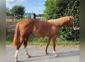 American Quarter Horse, Hengst, 1 Jahr, 160 cm, Fuchs