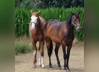 American Quarter Horse, Hengst, 1 Jahr, 160 cm, Fuchs