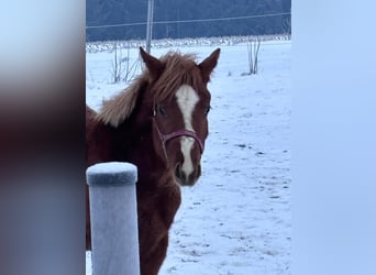 American Quarter Horse, Hengst, 1 Jahr, 160 cm, Fuchs