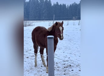 American Quarter Horse, Hengst, 1 Jahr, 160 cm, Fuchs
