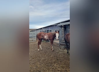 American Quarter Horse, Hengst, 1 Jahr, 160 cm, Fuchs