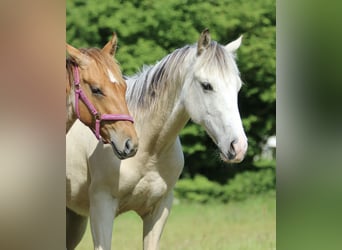 American Quarter Horse, Hengst, 1 Jahr, 160 cm, Palomino