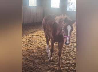 American Quarter Horse, Hengst, 1 Jahr, 160 cm