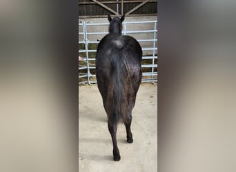 American Quarter Horse, Hengst, 1 Jahr, 162 cm, Rappe