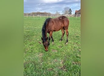 American Quarter Horse, Hengst, 1 Jahr, Brauner