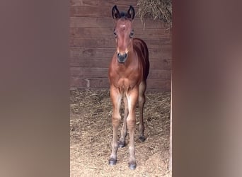 American Quarter Horse, Hengst, 1 Jahr, Brauner