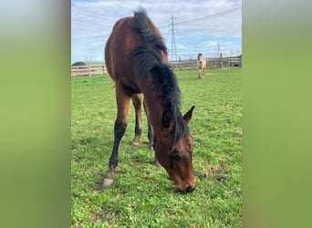 American Quarter Horse, Hengst, 1 Jahr, Brauner