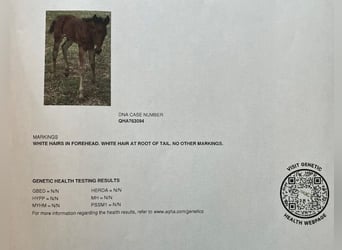 American Quarter Horse, Hengst, 1 Jahr, Brauner