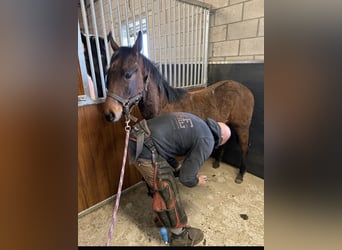 American Quarter Horse, Hengst, 1 Jahr, Brauner