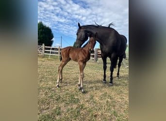 American Quarter Horse, Hengst, 1 Jahr, Brauner