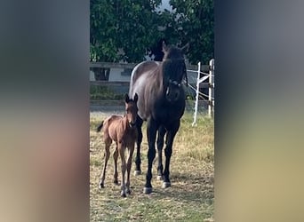 American Quarter Horse, Hengst, 1 Jahr, Brauner