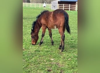 American Quarter Horse, Hengst, 1 Jahr, Brauner