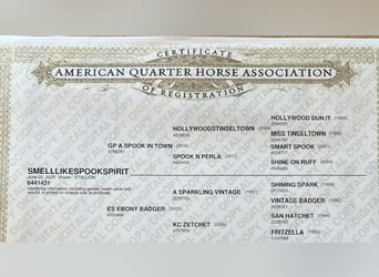 American Quarter Horse, Hengst, 1 Jahr, Brauner