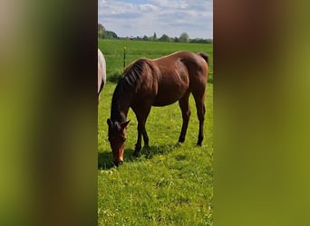 American Quarter Horse, Hengst, 1 Jahr, Brauner