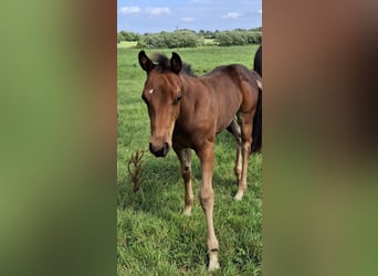 American Quarter Horse, Hengst, 1 Jahr, Brauner