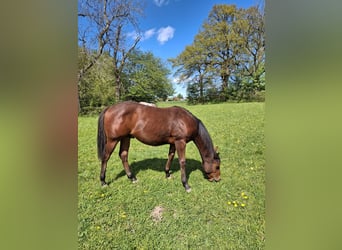 American Quarter Horse, Hengst, 1 Jahr, Brauner