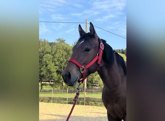 American Quarter Horse, Hengst, 1 Jahr, Brauner