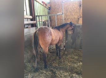 American Quarter Horse, Hengst, 1 Jahr, Braunfalbschimmel