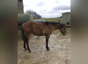 American Quarter Horse, Hengst, 1 Jahr, Braunfalbschimmel