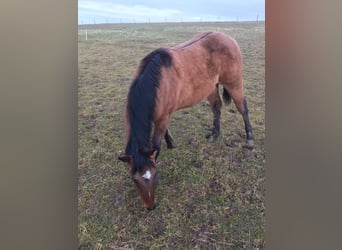 American Quarter Horse, Hengst, 1 Jahr, Braunfalbschimmel