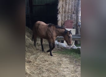 American Quarter Horse, Hengst, 1 Jahr, Braunfalbschimmel