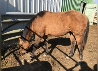 American Quarter Horse, Hengst, 1 Jahr, Braunfalbschimmel