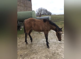 American Quarter Horse, Hengst, 1 Jahr, Braunfalbschimmel