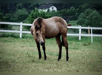 American Quarter Horse, Hengst, 1 Jahr, Buckskin