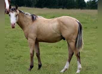 American Quarter Horse, Hengst, 1 Jahr, Buckskin