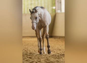 American Quarter Horse, Hengst, 1 Jahr, Buckskin