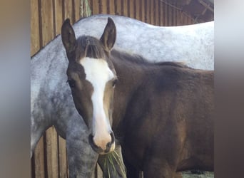 American Quarter Horse, Hengst, 1 Jahr, Buckskin