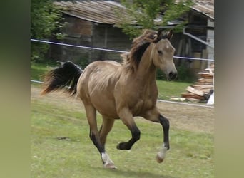 American Quarter Horse, Hengst, 1 Jahr, Buckskin