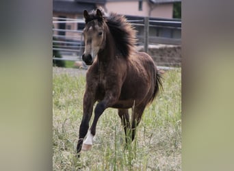 American Quarter Horse, Hengst, 1 Jahr, Buckskin