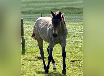 American Quarter Horse, Hengst, 1 Jahr, Buckskin
